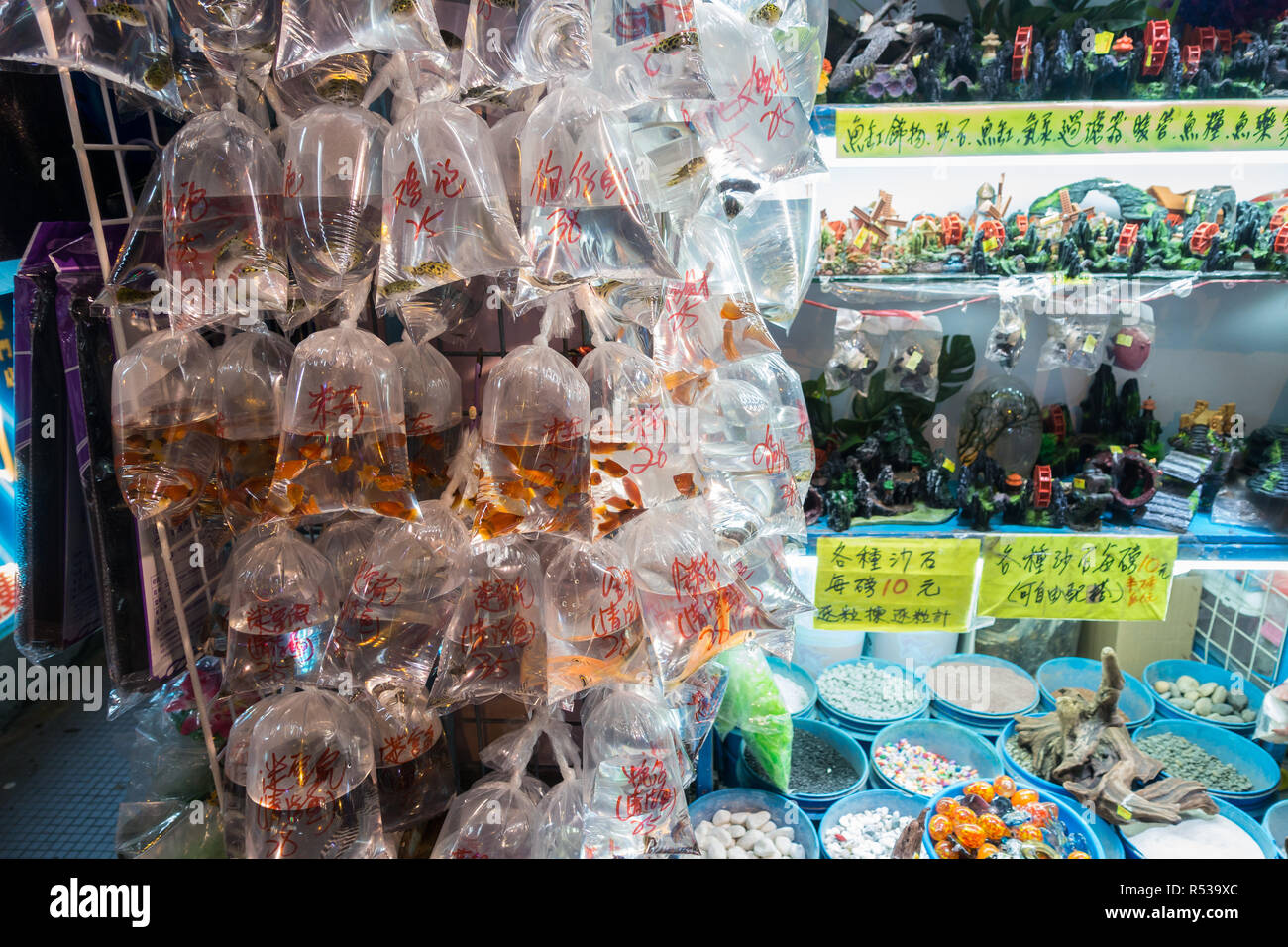 Goldfish Market — Tung Choi Street